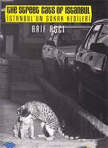 İstanbul’un Sokak Kedileri