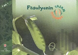 Fasulyenin Yaşam Döngüsü