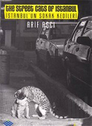İstanbul’un Sokak Kedileri