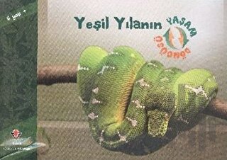 Yeşil Yılanın Yaşam Döngüsü